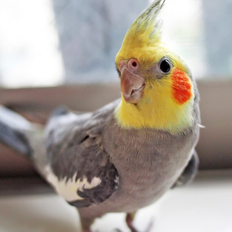 cockatiel